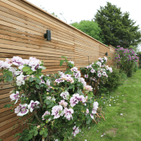 Slatted Cedar screening in the blossoming season of spring. By Contemporary Fencing.